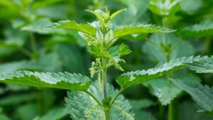 Welcome to NettleSoup Embrace the Power of Nettles for Vibrant Living
