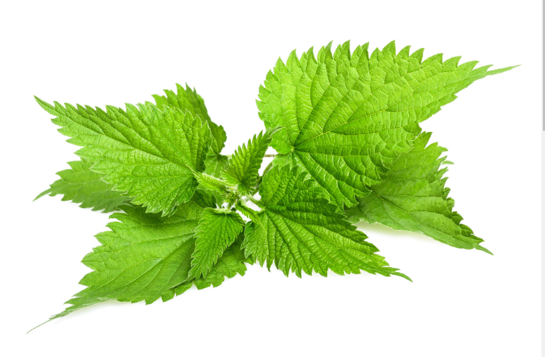 Magic of Nettle infusions