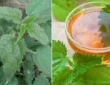 Nettle Leaves Benefits People During COVID-19 and Now