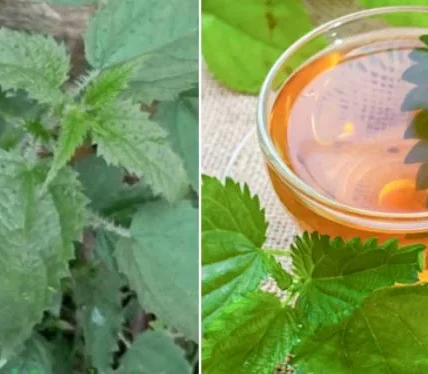 Nettle Leaves Benefits People During COVID-19 and Now