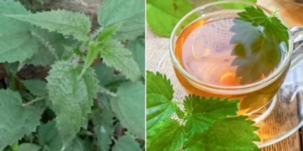 Nettle Leaves Benefits People During COVID-19 and Now