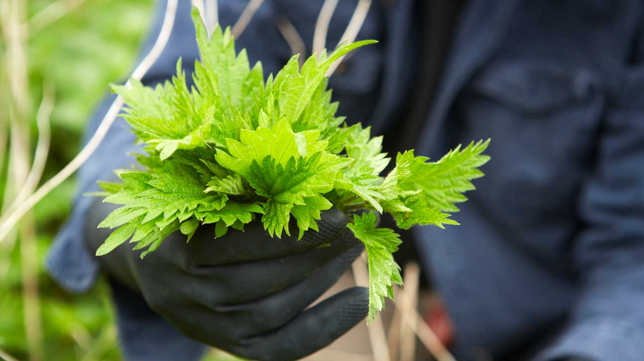 Nettle Leaves Benefits People During COVID-19 and Now