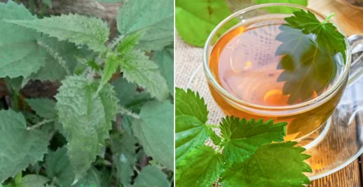 Nettle Leaves Benefits People During COVID-19 and Now