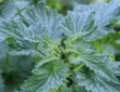 The Amazing Healing Power of Nettles in 2024