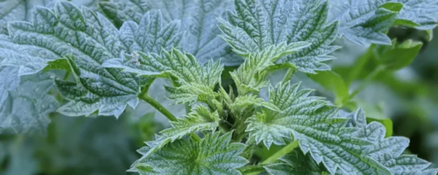 The Amazing Healing Power of Nettles in 2024