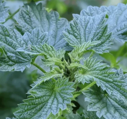 The Amazing Healing Power of Nettles in 2024