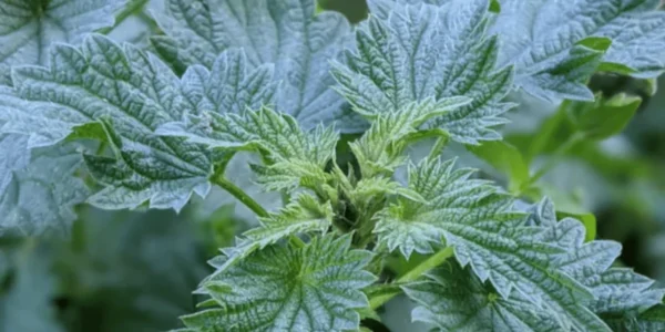 The Amazing Healing Power of Nettles in 2024