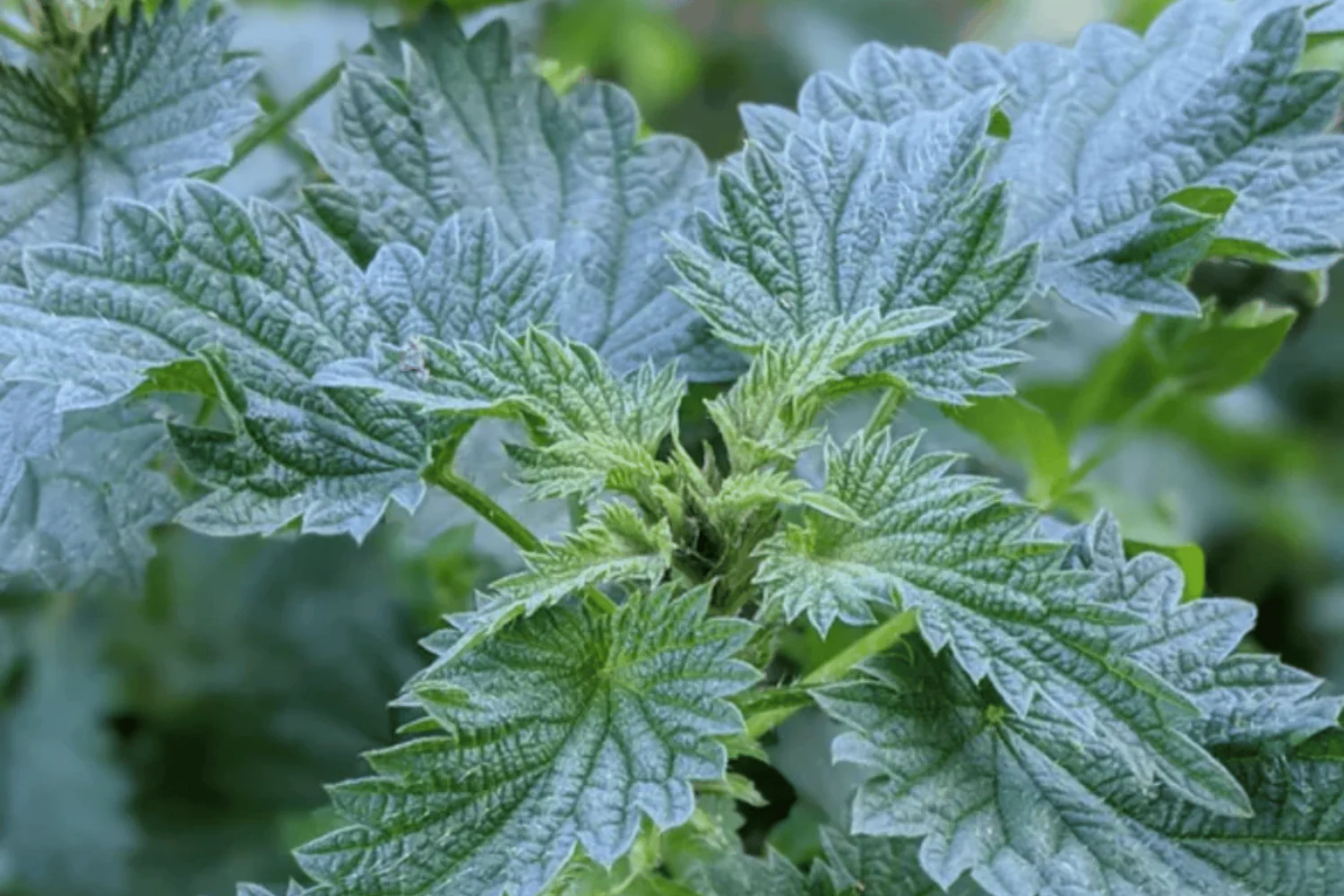 The Amazing Healing Power of Nettles in 2024